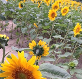 37e3808047553cedb34daa9b1d7ab2a3