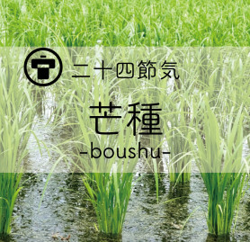 芒種