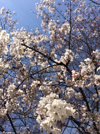 sakura_3